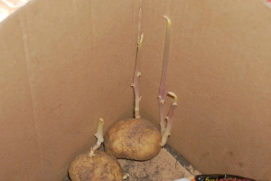 Ausgetriebene Kartoffel