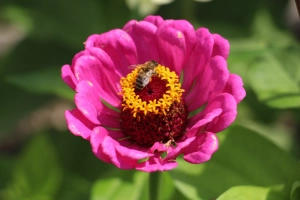 Biene auf einer Blume