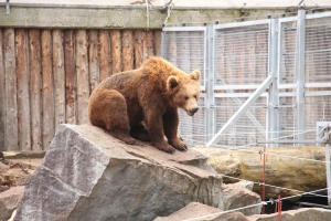 Braunbär Zoo Straubing