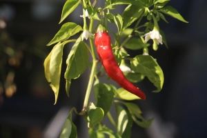 Chilischote an einer Chilipflanze
