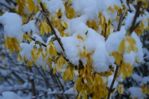 Forsythien im Schnee blühend