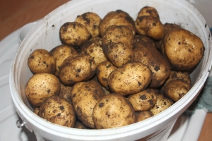 Eimer Kartoffeln direkt nach Ernte