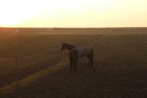 Pferde auf Weide im Winter