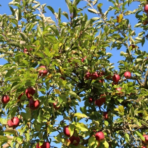 Reife Äpfel im Herbst
