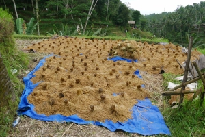 Reisbüschel beim Trocknen