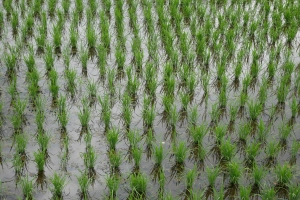 Reispflanzen auf Reisfeld in Japan