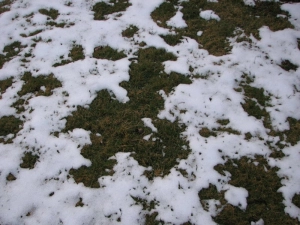 Rasen nach dem Winter