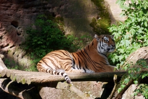Tiger Tierpark Nürnberger