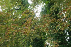 Kastanienblätter Mitte August