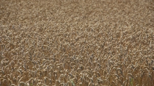 Blick auf Weizenfeld kurz vor Ernte