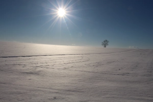 Winterliche Landschaft mit Baum im Hintergrund