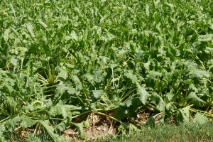 Zuckerrübenanbau in Bayern