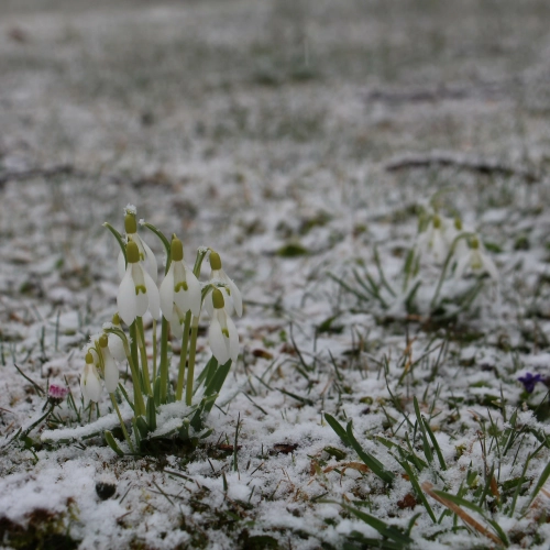 Bild der Tages - Schneeglöckchen im Schnee