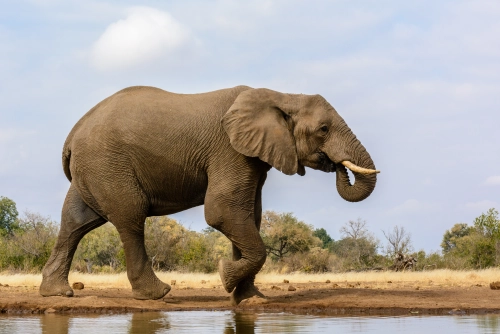 großer afrikanischer Elefant