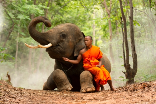 buddhistischer Mönch mit Elefant in Asien
