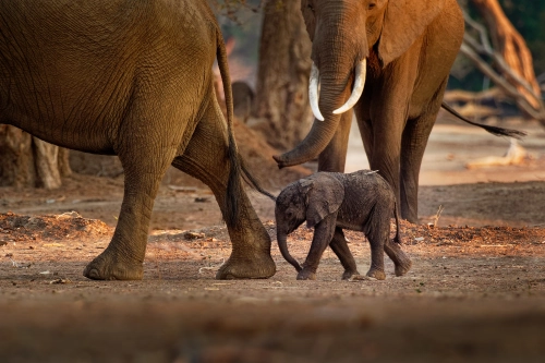 Afrikanisches Elefantenbaby