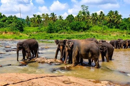 Herde asiatischer Elefanten