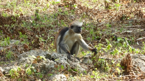 Bild der Tages - Sansibar-Stummelaffe