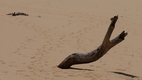 Bild der Tages - Abgestorbener Baum in der Carlo Sand Blow