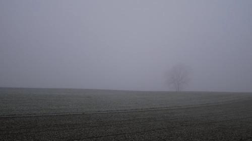 Bild der Tages - Acker im November