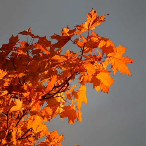 Bild der Tages - Ahornblätter im Sonnenuntergang im Herbst