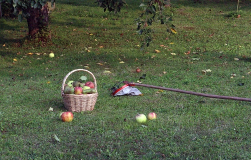 Bild der Tages - Apfel- und Birnenernte im Herbst