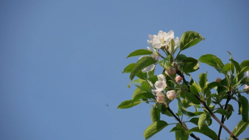 Bild der Tages - Blühender Apfelbaum bei strahlend blauem Himmel