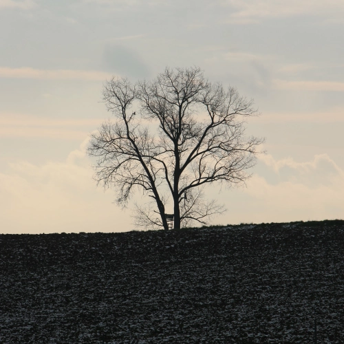 Bild der Tages - Baum im November