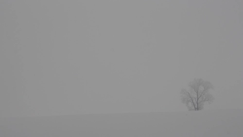 Bild der Tages - Ein Baum im tiefsten Winter bei Nebel und Schnee