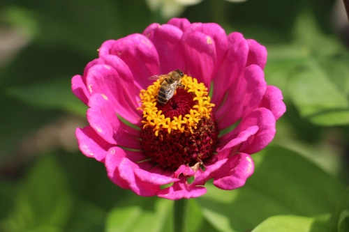 Bild der Tages - Biene landet auf einer Blume