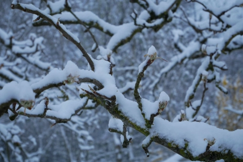 Bild der Tages - Blüte eines Birnbaums mit Schnee bedeckt