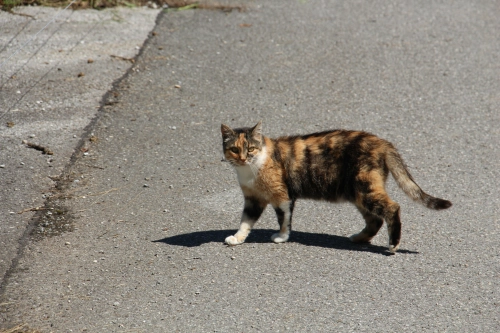 Bild der Tages - Eine braune Katze