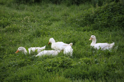 Bild der Tages - Fünf Enten im Gras