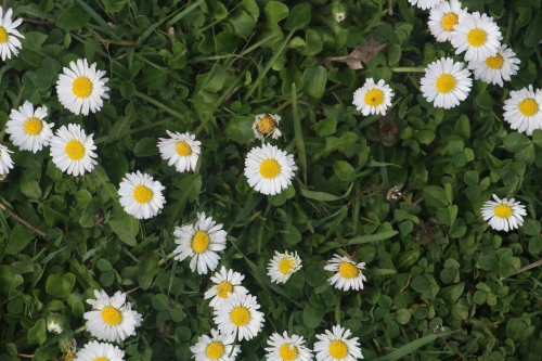 Bild der Tages - Gänseblümchen im April