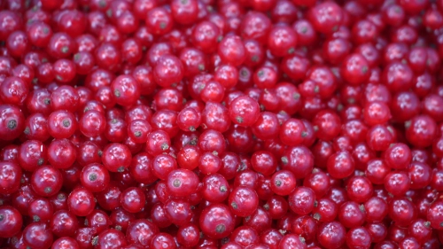 Bild der Tages - Gepflückte Johannesbeeren
