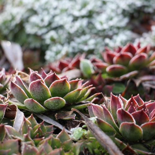 Bild der Tages - Hauswurz