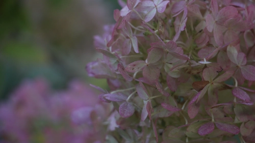 Bild der Tages - Horrtensie im Herbst