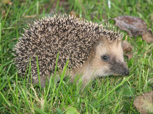 Bild der Tages - Ein junger Stacheligel im Garten