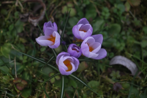 Bild der Tages - Krokus von oben fotografiert