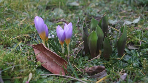 Bild der Tages - Vorfrühling mit Krokus und aufgehenden Tulpen