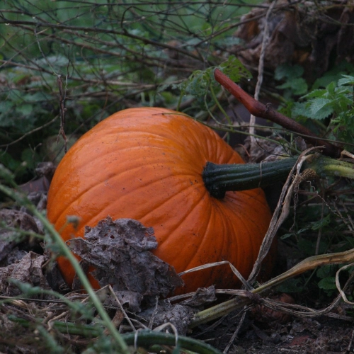 Bild der Tages - schöner großer Kürbis
