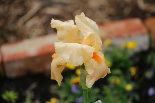 Lilie - fotografiert mit Canon EOS 700D