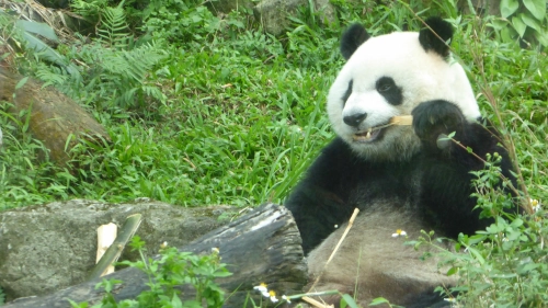 Bild der Tages - Ein Pandabär im Zoo von Taipei