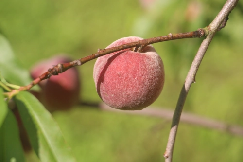 Bild der Tages - Pfirsich am Baum