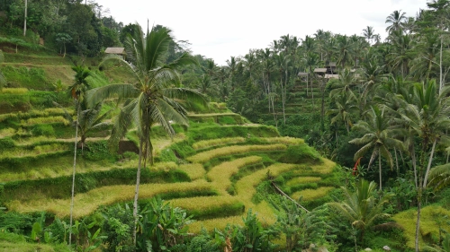 Bild der Tages - Reisfelder auf Bali (Indonesien)