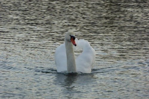 Bild der Tages - Ein wunderschöner Schwan 