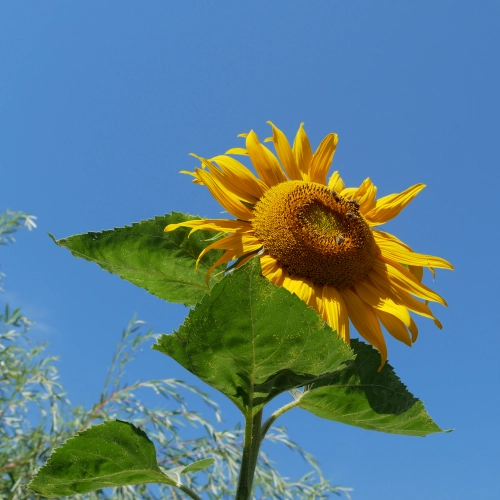 Bild der Tages - Sonnenblume dahinter strahlend blauer Himmel