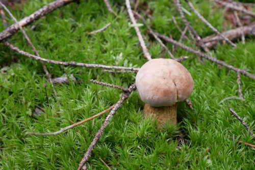 Bild der Tages - Ein wünderschöner Steinpilz.