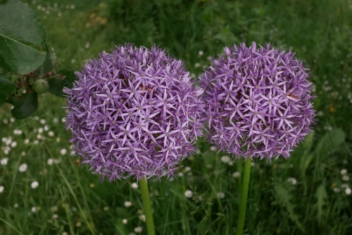 Bild der Tages - Zierlauch in voller Blüte