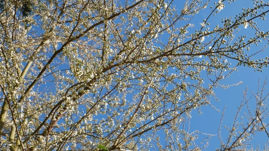 blühender Pflaumenbaum